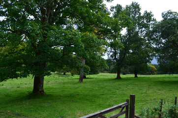 Pretty scottish field with large green trees