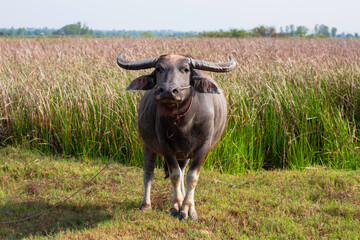 Buffalo head looking at camera. Buffalo standing eating grass in the middle of the meadow.
