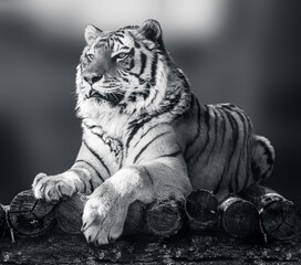 Grayscale Amur tiger lying down on wooden deck