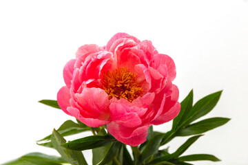 Fototapeta premium Pink peonies on a white background. Isolate. Postcard. Close-up.