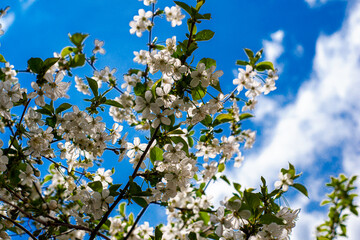 cherry blossoms on a blue sky background
