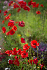 Fototapeta na wymiar A glade of red poppies and other flowers. Beautiful bokeh in a retro style. Summer sunny day. There is space for text.