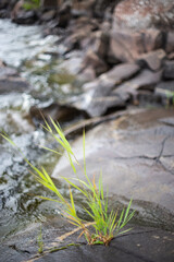 Wildlife of the Valaam nature reserve. Holy Island. A sprout grows from stones on the shore. The stones are covered with moss. Beautiful bokeh.