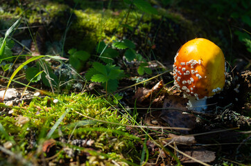 Valaam nature Reserve. A yellow-orange fly agaric grows in a green meadow. Many plants are protected by law.