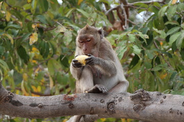 monkeys in thailand