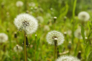 Fototapeta na wymiar Beautiful fluffy dandelions growing outdoors, closeup view