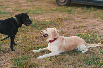Funny faces of two dogs Shar Pei black dog and golden retriever dog outdoors on grass