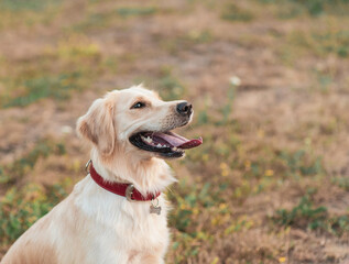 Closeup portrait of white retriever dog outdoors