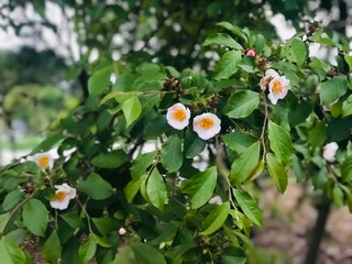 flowers on tree