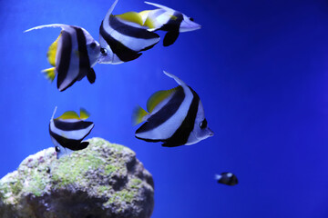 Many beautiful Moorish idol fishes in clear aquarium water