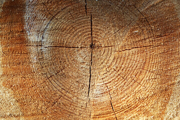 Cross-cut of a tree with annual rings. Background.