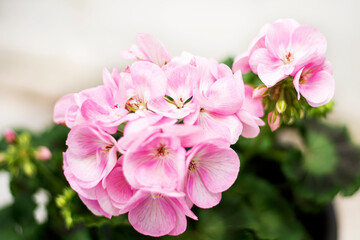 Beautiful pink geranium blooming