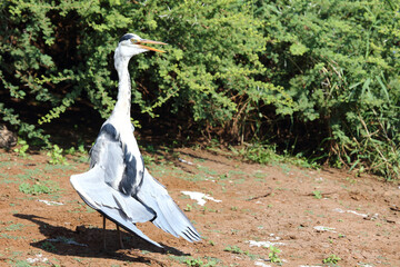 Afrikanischer Graureiher / Grey heron / Ardea cinerea
