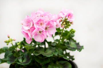 Beautiful pink geranium blooming