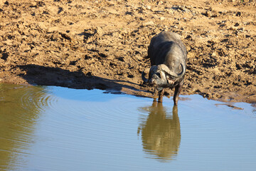 Kaffernb&uuml;ffel / African buffalo / Syncerus caffer