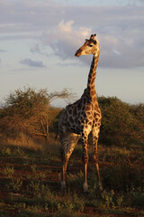 Giraffe / Giraffe / Giraffa camelopardalis