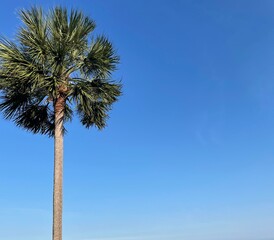 palm trees against blue sky