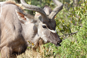 Großer Kudu / Greater kudu / Tragelaphus strepsiceros.