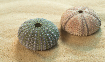 Two shells of long-spined sea urchin pink and green, Diadema antillarum on sand