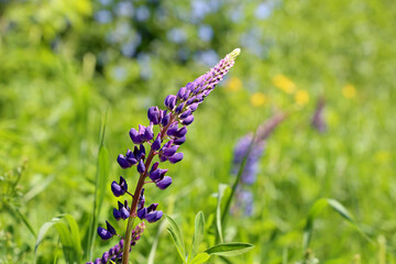 Lupine flowers blooming on a summer meadow. Purple wildflowers in green grass, nature background