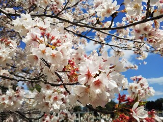 満開の桜
