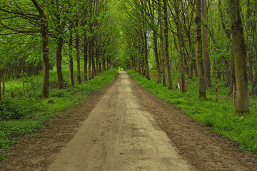Dirt road in a lush green spring deciduous forest.