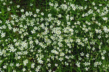 Fototapeta na wymiar Small white spring flowers between the grass.