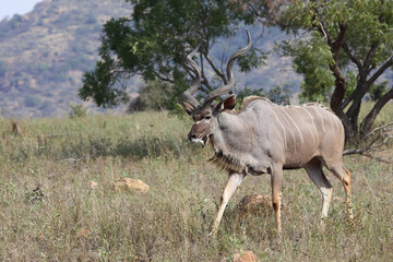 Großer Kudu / Greater kudu / Tragelaphus strepsiceros.