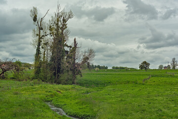 A few trees and a small stream in a sloping green meadow under a gray cloudy sky.