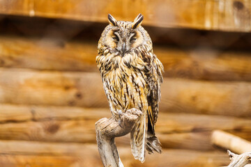 Lazy owl sits on a perch in the zoo behind a net