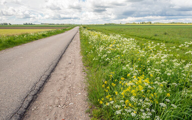 Narrow country road in a Dutch polder with a flowering field border of wild plants and grasses. The...