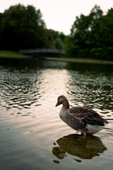 Ente mit gebückter Haltung vor einem See mit Brücke und Wald