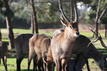 Naklejka na ściany i meble A waterbuck (Kobus ellipsiprymnus). A large antelope in a safari of Israel