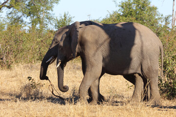 Afrikanischer Elefant / African elephant / Loxodonta africana