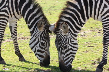 Fototapeta na wymiar Two cute zebras eating grass in a safari of Israel
