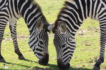Foto auf Acrylglas Two cute zebras eating grass in a safari of Israel © Polina