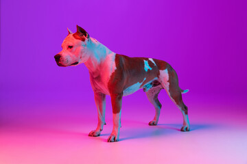Muscular dog staffordshire terrier posing isolated over studio background in neon gradient pink...