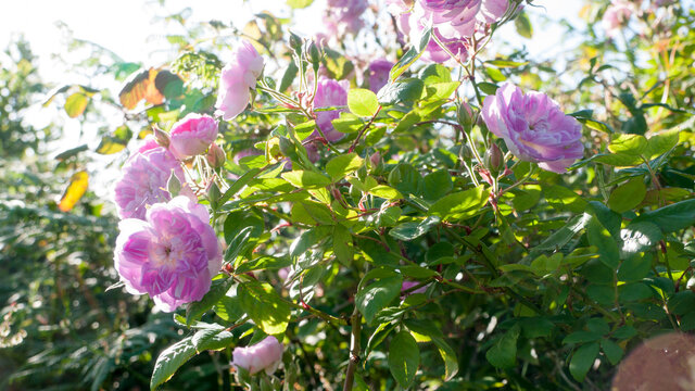 Rosas en rosal silvestre en el campo
