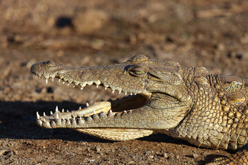 Nilkrokodil / Nile crocodile / Crocodylus niloticus