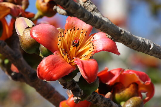 A beautiful blooming cotton tree (Bombax ceiba, Malabar silk-cotton tree)