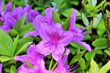 pink flowers in the garden