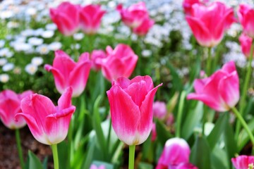 pink tulips in the garden
