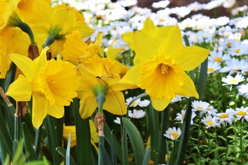 yellow flowers in the garden