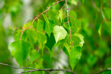 Bright green birch leaves in spring.