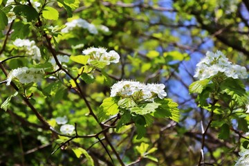 blossoming tree in spring