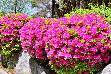 flowers in the garden