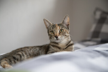 Portrait of a cat on the bed © PAULINA