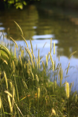 Obraz premium Wild plants growing by near a river, illuminated by warm sunlight. Selective focus.