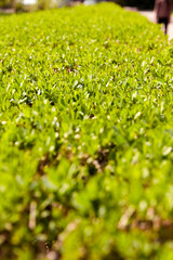 selective focus on green hedge in the city park