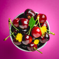 ripe cherries on bowl on pink background. top view. fresh red cherries with sprig and yellow flower. creative bright pink background. Food concept